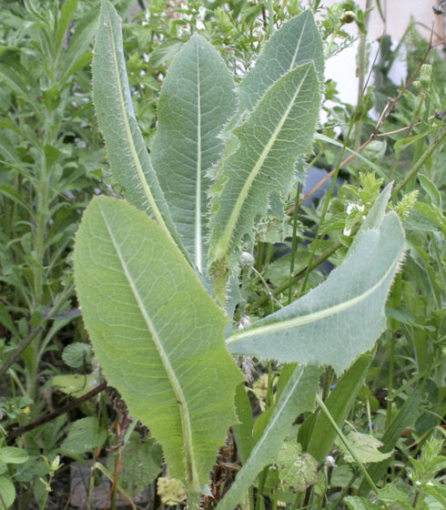 Wild lettuce Lactuca virosa
